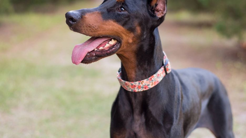 Zachowanie dobermana zaskakuje