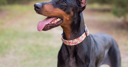 Kupili obronnego dobermana. Nie przypuszczali, co z niego wyrośnie