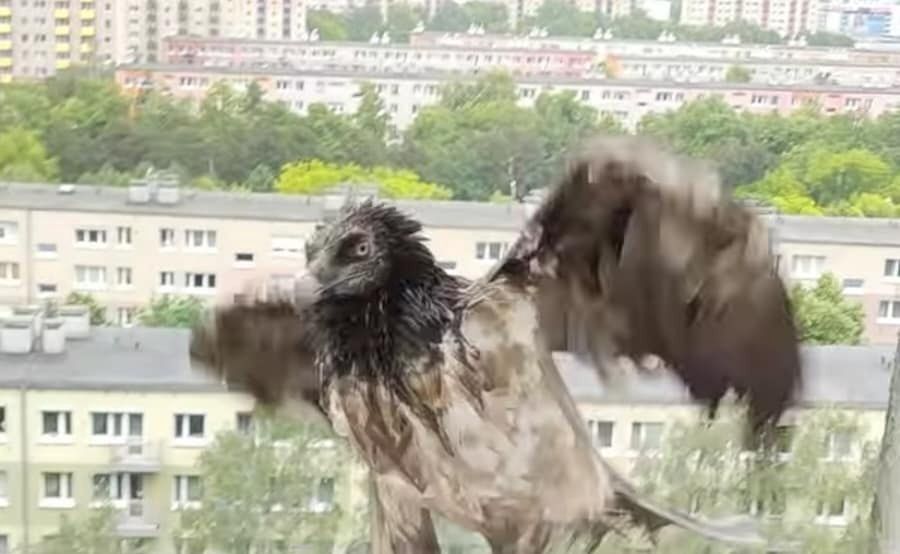 Cudem przeżył. Ogromne ptaszysko od dawna tułało się po Europie