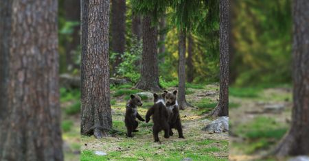 Fotograf ukrywał się w lesie i podglądał zabawy małych niedźwiadków