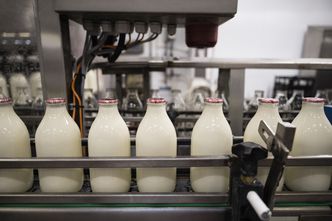 Mleko w skupie za 1,5 zł, a w markecie za 5 zł. Mleczarze stoją nad przepaścią