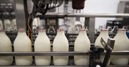 Mleko w skupie za 1,5 zł, a w markecie za 5 zł. Mleczarze stoją nad przepaścią