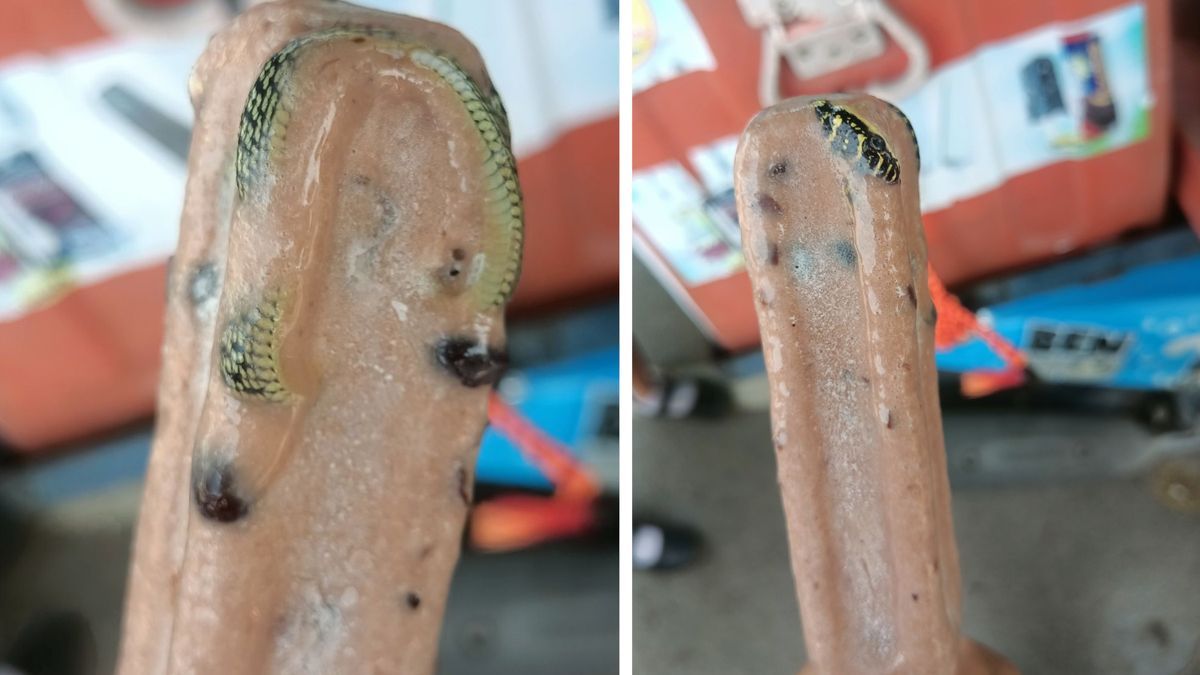 W lodzie znajdował się mały wąż