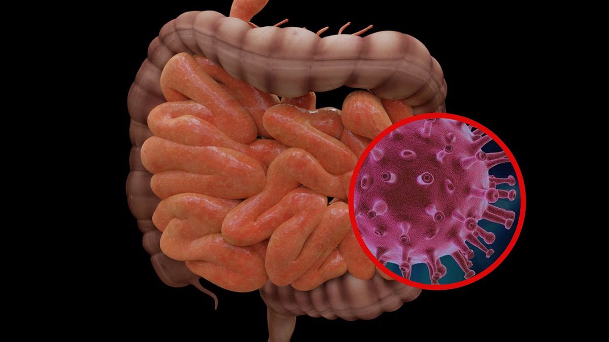 jelita covid-19 koronawirus