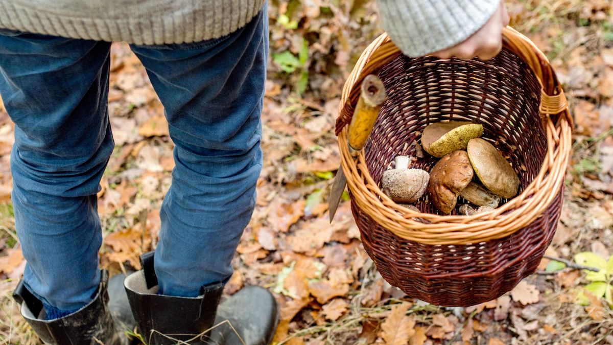 Grzyby w lesie znaleźć można niemal przez cały rok