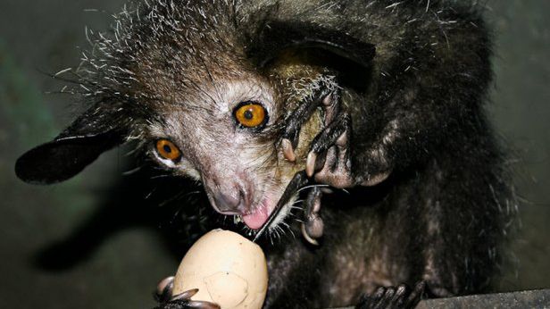 10 najbrzydszych zwierząt świata [cz. 2]. Ryba-klucha, pies-zombie, polski minóg i inni przystojniacy 1