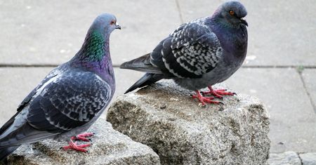 50 tys. zł kary za dokarmianie gołębi. Egzotyczne miasto ma dość