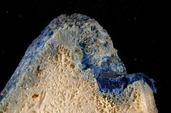 Okinawa: "plastikorale" znalezione na plażach. Plastik wtopił się w rafę