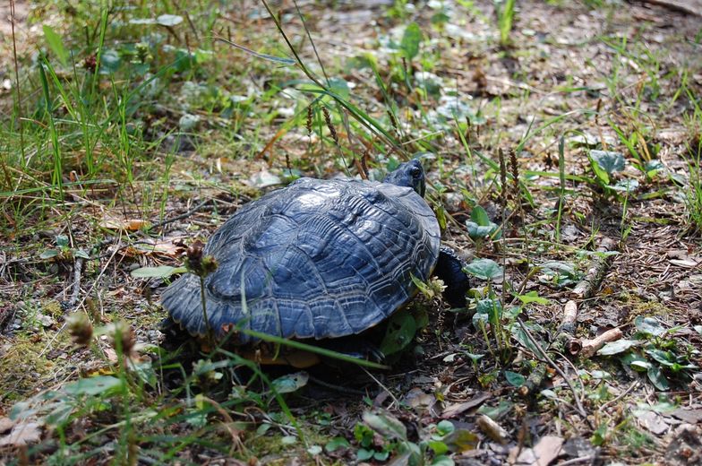 Obcy gatunek w Polsce. Drapieżny żółw w rękach suwalskich leśników
