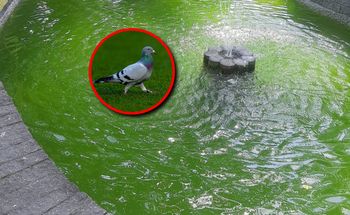 Kilkadziesiąt martwych gołębi w fontannie. Akcja w Lublinie