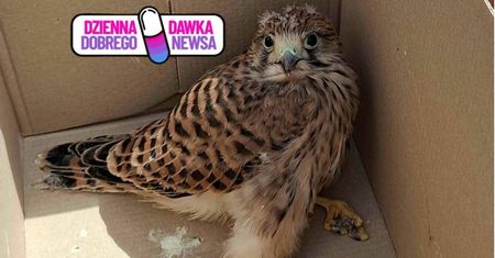 Mała, ranna i bezbronna. Dziewczynki znalazły ją na ulicy. Zareagowały