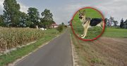 Cztery psy pogryzły mężczyznę. Nowe informacje o właścicielce