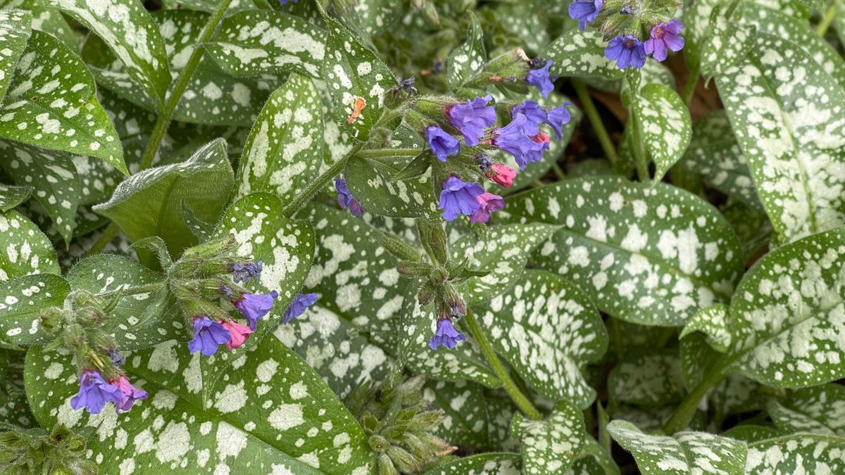 Miodunka plamista wykorzystywana była w w terapii dróg oddechowych