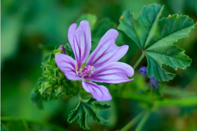 123RF: Ślaz dziki jest pomocny w leczeniu zapalenia gardła