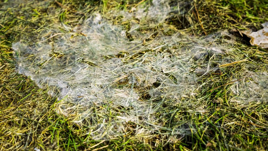 Wiosną często na trawie pojawia się pleśń