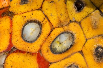 Sprzyja odkładaniu tłuszczu w mięśniach. Codzienny w diecie Polaków