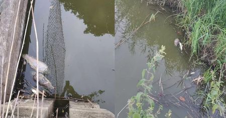 Koszmarne wieści. Znaleźli setki śniętych ryb