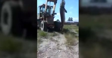 Wyłowili rzecznego potwora. W sieci nie zostawiono na nich suchej nitki