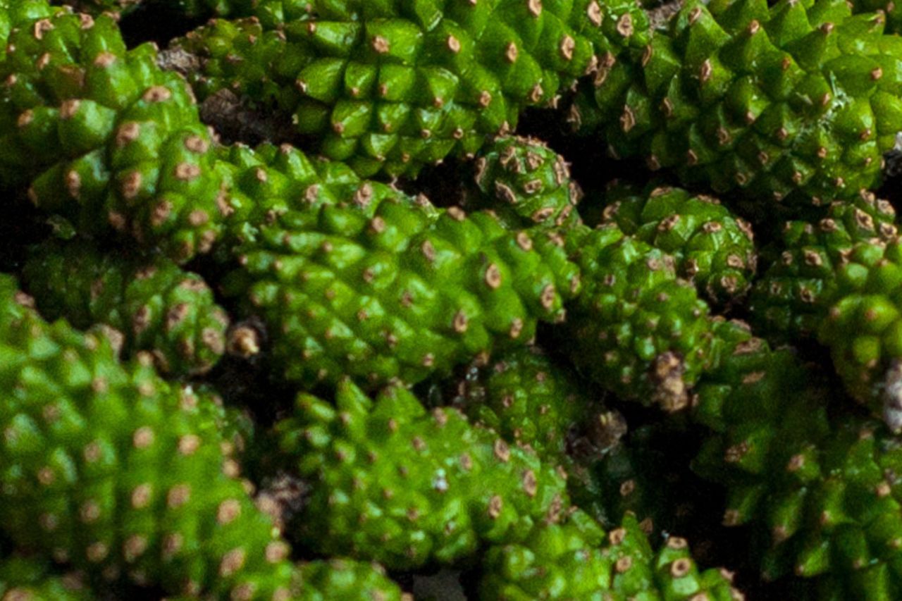 Pine cones: The surprising culinary and health marvel