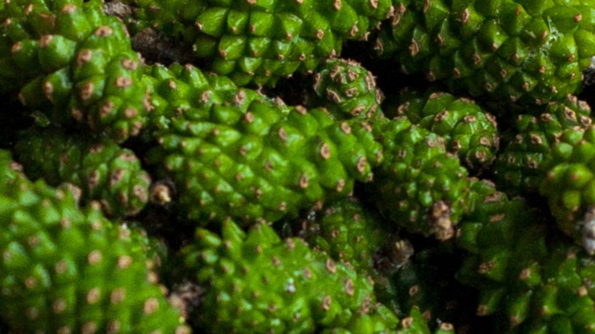 Właściwości młodych szyszek sosny