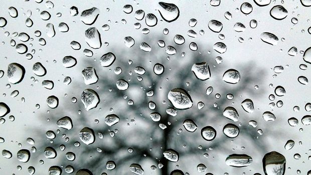 Jedno drzewo, jeden iPhone, cały rok fotografowania 1