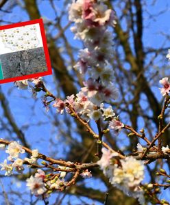 Temperatura wystrzeli, prawie wszędzie zaświeci słońce. Nowa prognoza