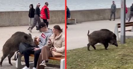 Nagranie z Gdyni hitem w sieci. Widziały je trzy miliony osób