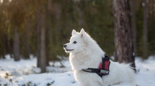 Mysłowice: Trzy rasowe psy na komendzie. Akcja zakończona happy endem
