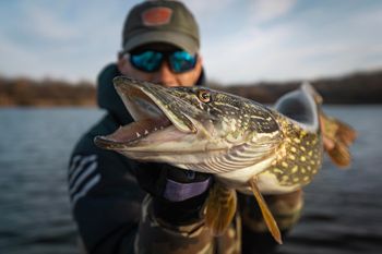 Drapieżniki w Alasce wymykają się spod kontroli. Przez ocieplenie wód