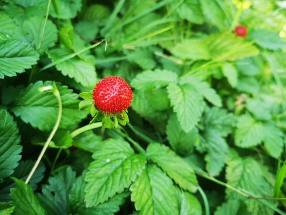 Owoce poziomówki indyjskiej przypominają poziomki