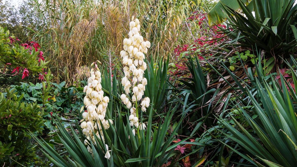 Jukka znajduje szerokie zastosowanie w wielu gałęziach przemysłu i dziedzinach życia.