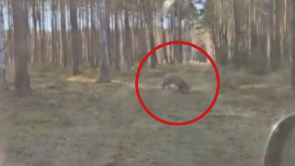 Niezwykłe spotkanie z wilkiem. Wszystko się nagrało