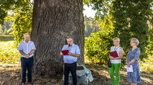 350-letni dąb z Kąkolewic ma już imię. To hołd dla pilskiego leśnika