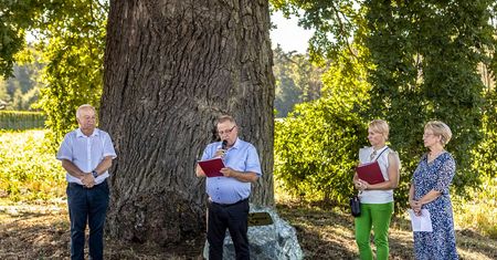 350-letni dąb z Kąkolewic ma już imię. To hołd dla pilskiego leśnika