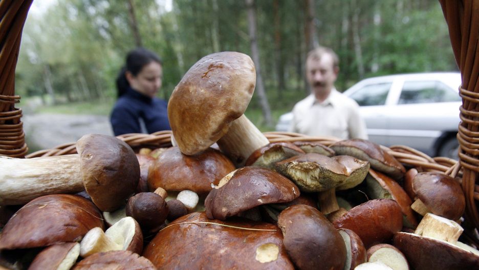 Grzybobranie bez ryzyka. Oto kluczowe zasady bezpieczeństwa