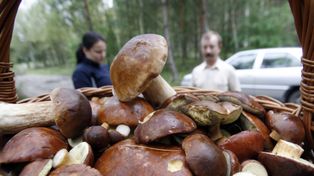 Sezon na grzyby w pełni. Jak bezpiecznie wrócić z lasu z pełnym koszem i uniknąć tragedii? Oto kompletny poradnik dla grzybiarzy