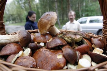 Sezon na grzyby w pełni. Jak bezpiecznie wrócić z lasu z pełnym koszem i uniknąć tragedii? Oto kompletny poradnik dla grzybiarzy