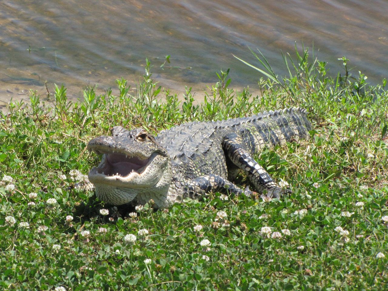 Alligators invade Florida homes post-hurricane Milton