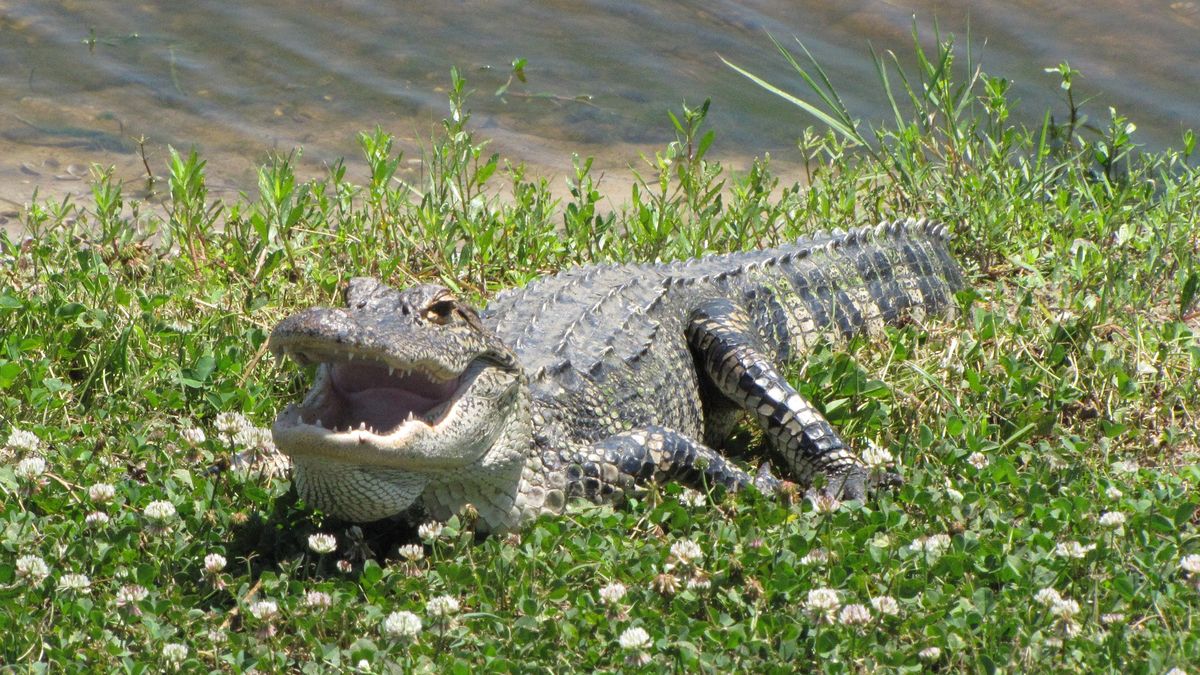 Plaga aligatorów na Florydzie