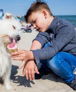 Zabierają zwierzęta ze sobą, a później zdziwienie. "Trend skręcił w niewłaściwą stronę"