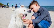 Zabierają zwierzęta ze sobą, a później zdziwienie. "Trend skręcił w niewłaściwą stronę"