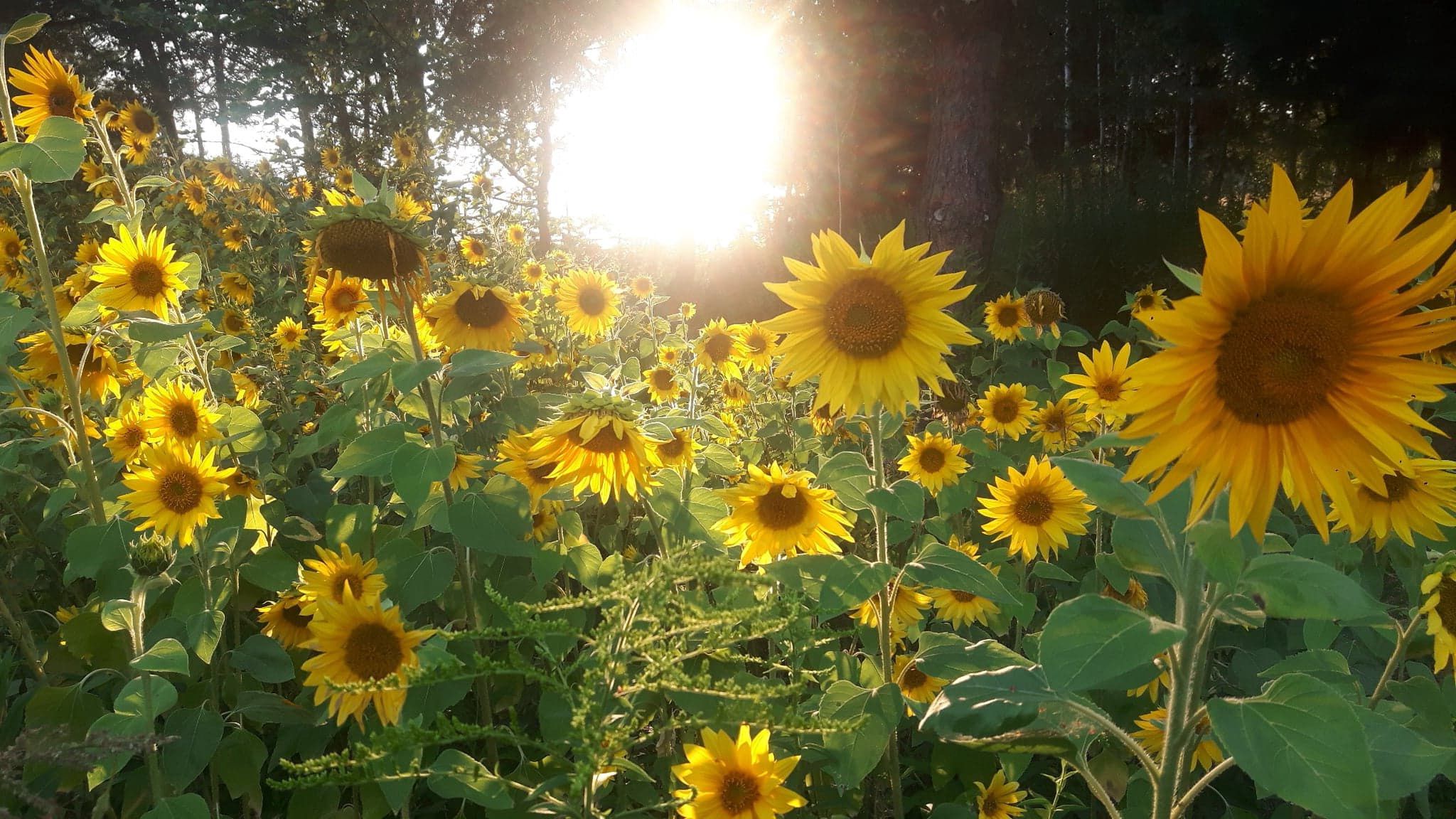 Edukacyjna Farma Ekologiczna