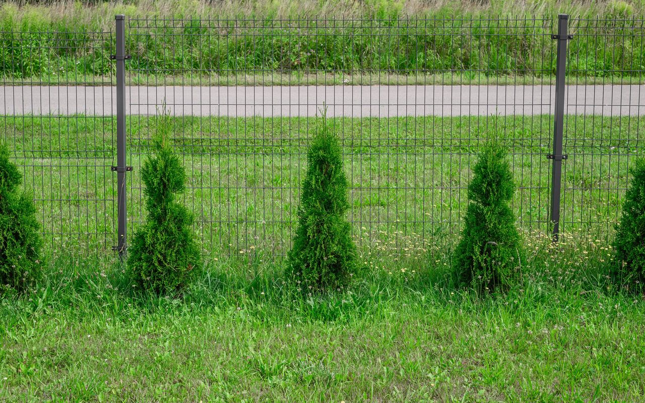 Jak odżywić tuje po zimie