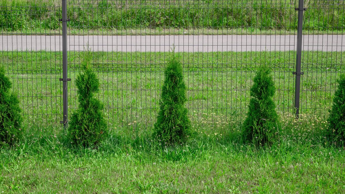 Jak odżywić tuje po zimie