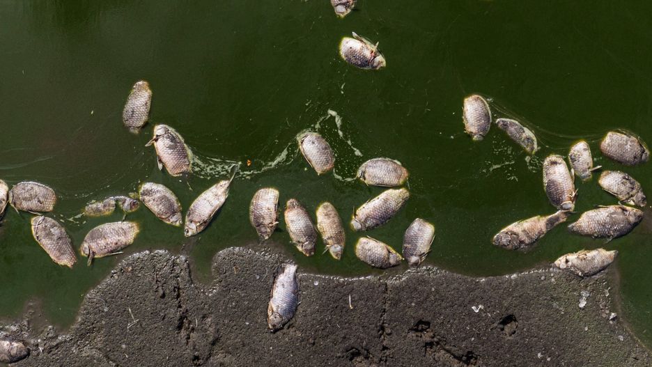 Od 29 kwietnia na opolskim odcinku Kanału Gliwickiego wyłowiono około półtorej tony martwych ryb. Zdjęcie ilustracyjne 