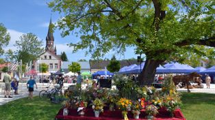 Rozwadów: Obchody 335 lat dziejów, niegdyś miasteczka, dziś osiedla Stalowej Woli. Zobacz program