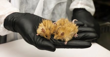 Genetycznie zmodyfikowane myszy. Naukowcy przywrócą mamuty długowłose