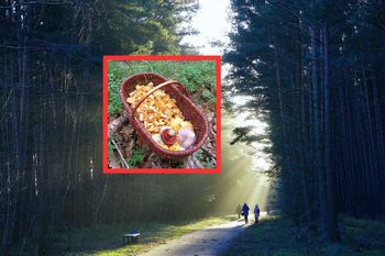 13 czerwca wszedł do lasu. To nie fatamorgana. Zapełnił pół koszyka