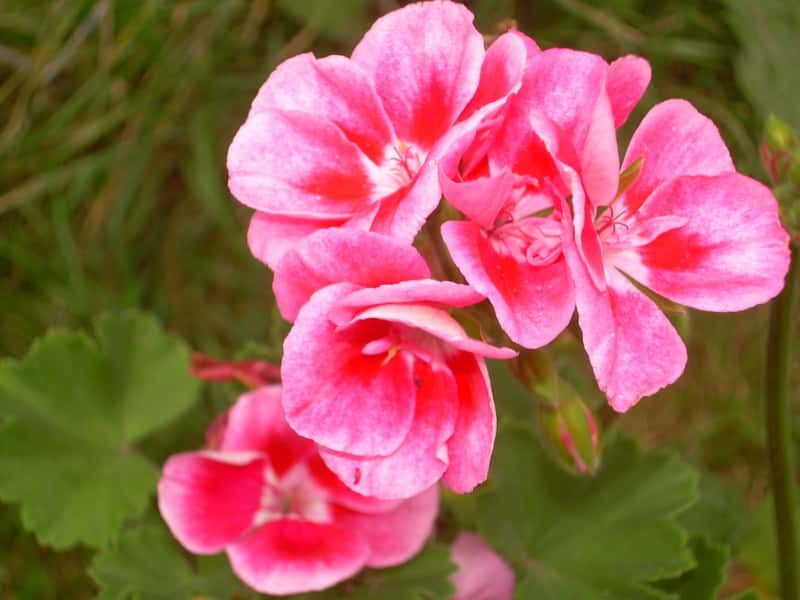 Pelargonie angielskie. Nie uwierzysz, jak łatwo je pielęgnować