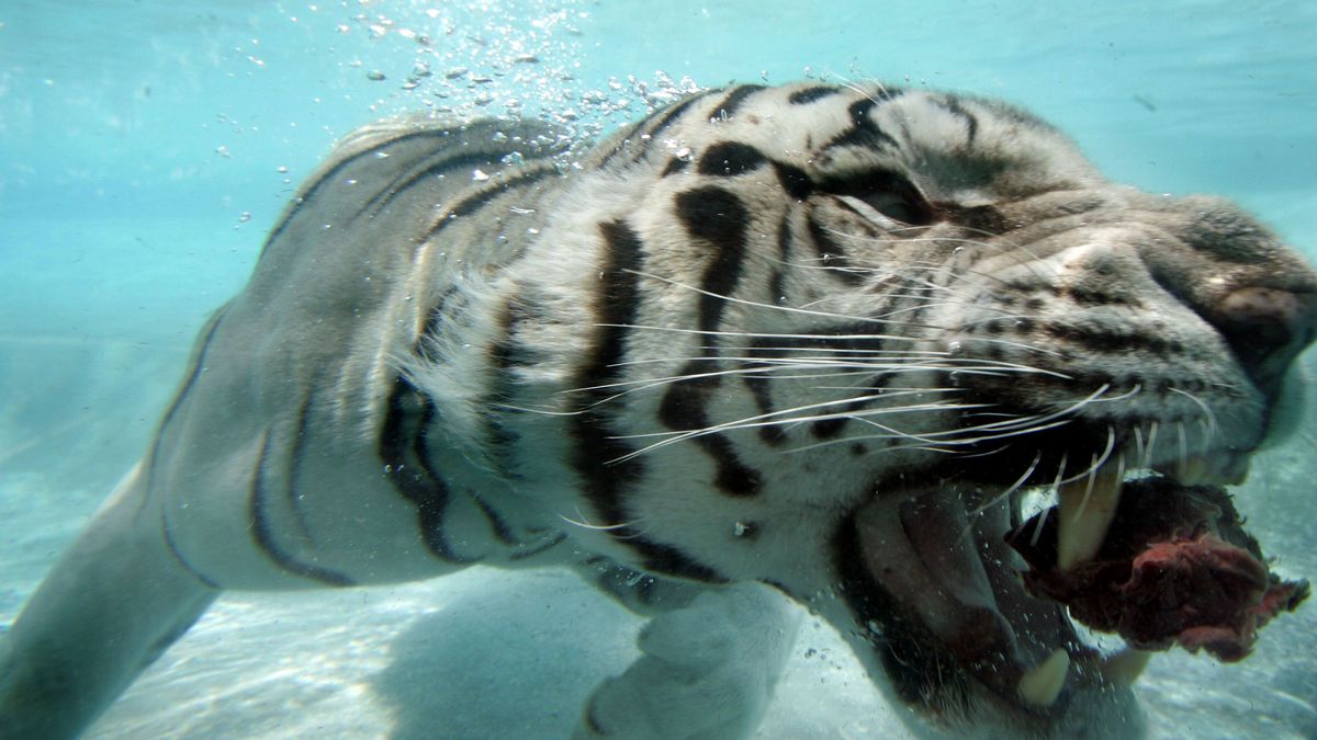 Naukowcy przekonują, że oglądanie programów przyrodniczych może wyleczyć nudę i smutek.